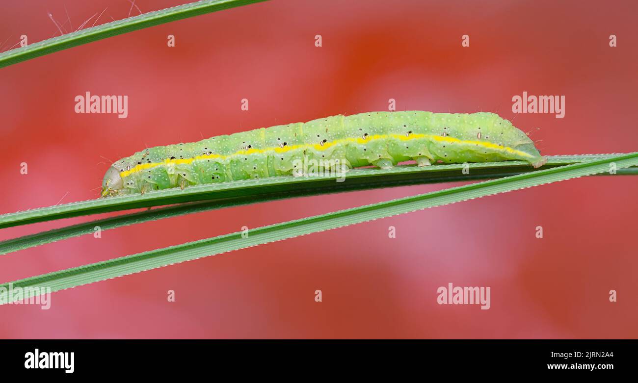 Bright-line Brown Eye Moth Caterpillar, Lacanobia oleracea, Christchurch, Großbritannien Stockfoto