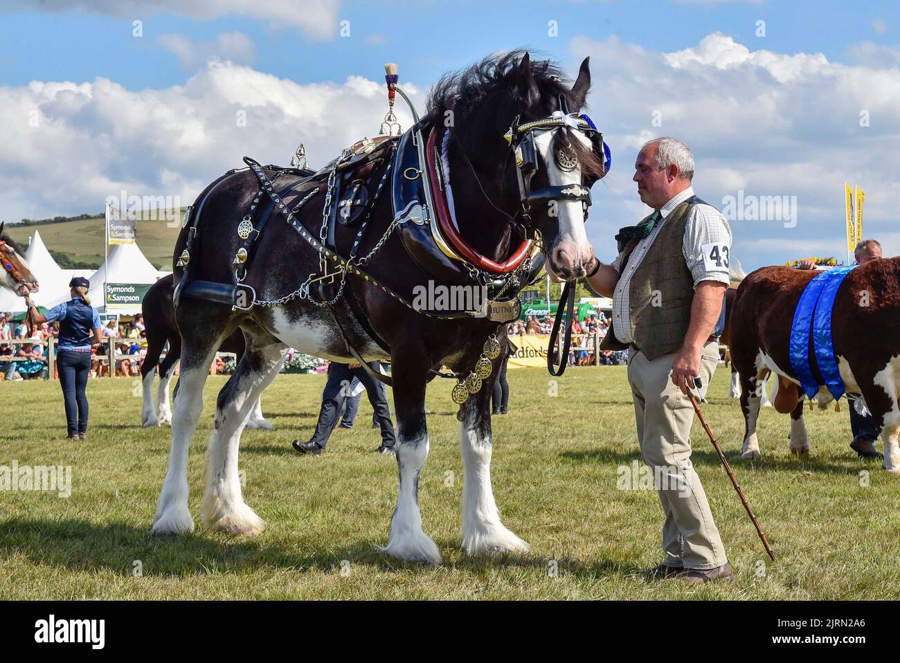 Bridport, Dorset, Großbritannien. 25.. August 2022. Ein schweres Pferd im Hauptring für die große Parade auf der Melplash Agricultural Show in Bridport in Dorset, die nach einer Lücke von drei Jahren aufgrund der Covid-19-Pandemie zurückkehrt. Bildnachweis: Graham Hunt/Alamy Live News Stockfoto