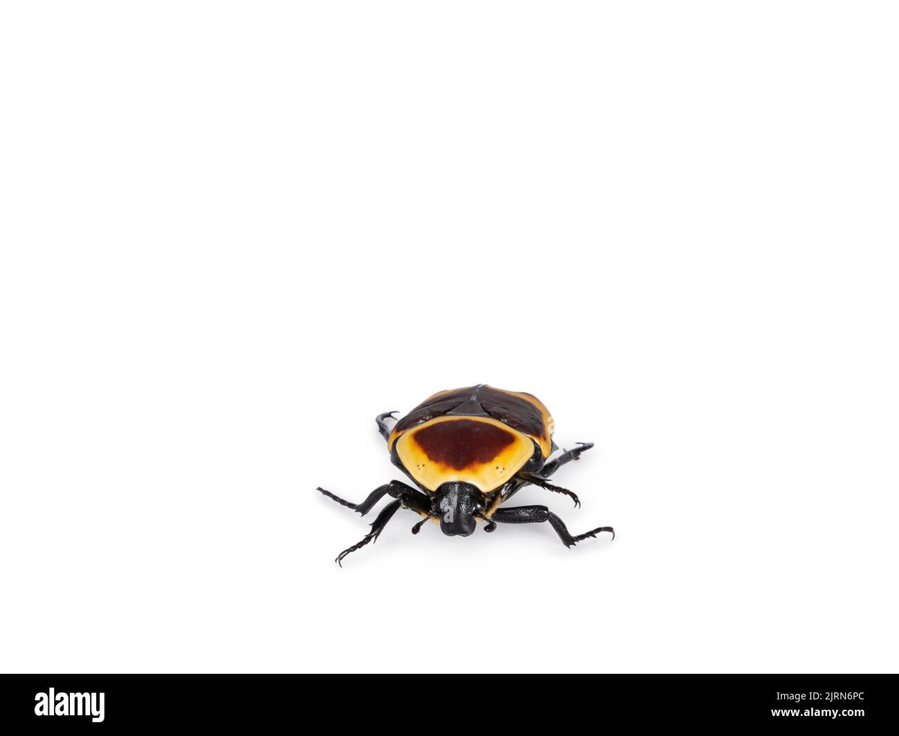 Vorderansicht von Congo Rose Chafer aka achnoda marginata peregrina. Isoliert auf weißem Hintergrund. Stockfoto