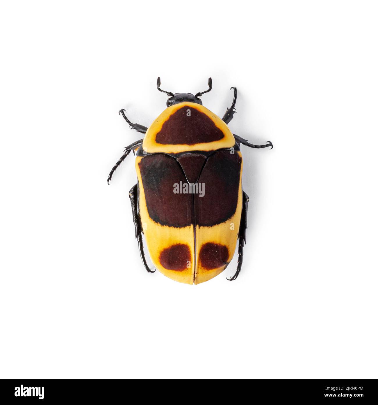 Draufsicht von Kongo Rose Chafer alias Pachnoda marginata peregrina. Isoliert auf weißem Hintergrund. Stockfoto