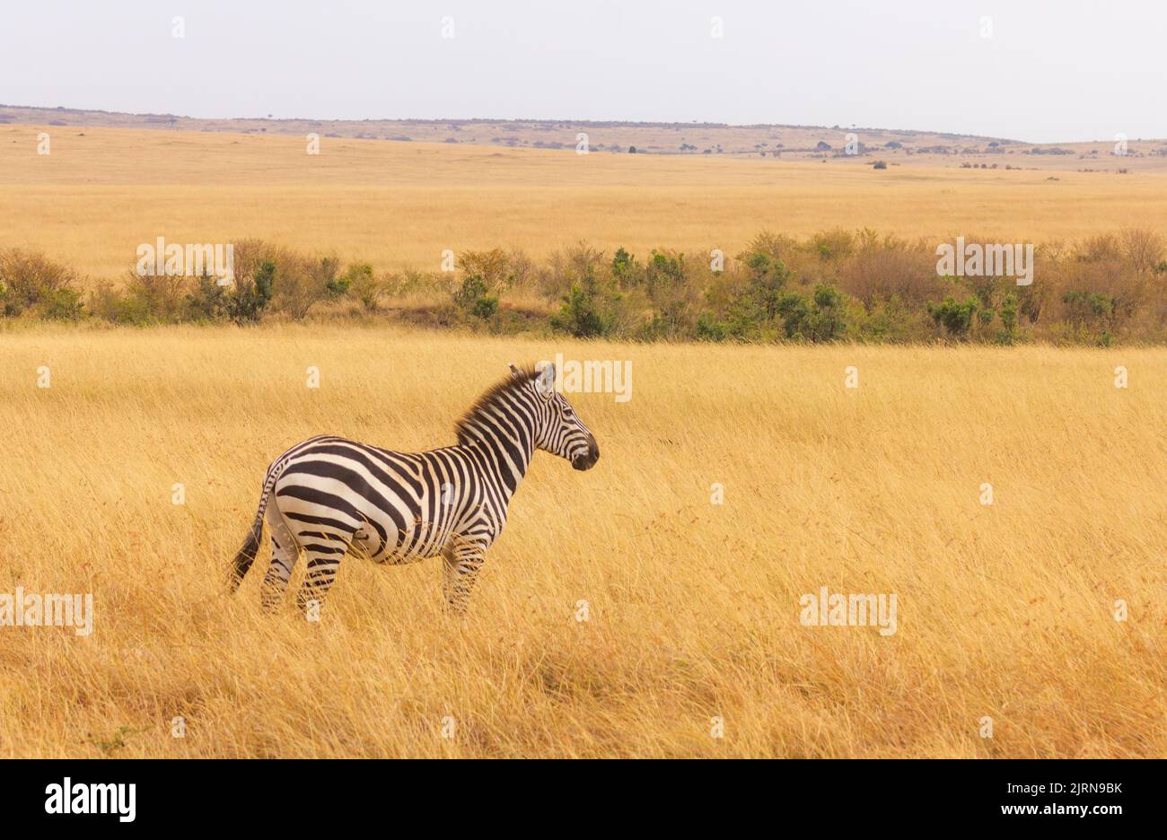 Zebra im Masai Mara National Park KENIA Stockfoto