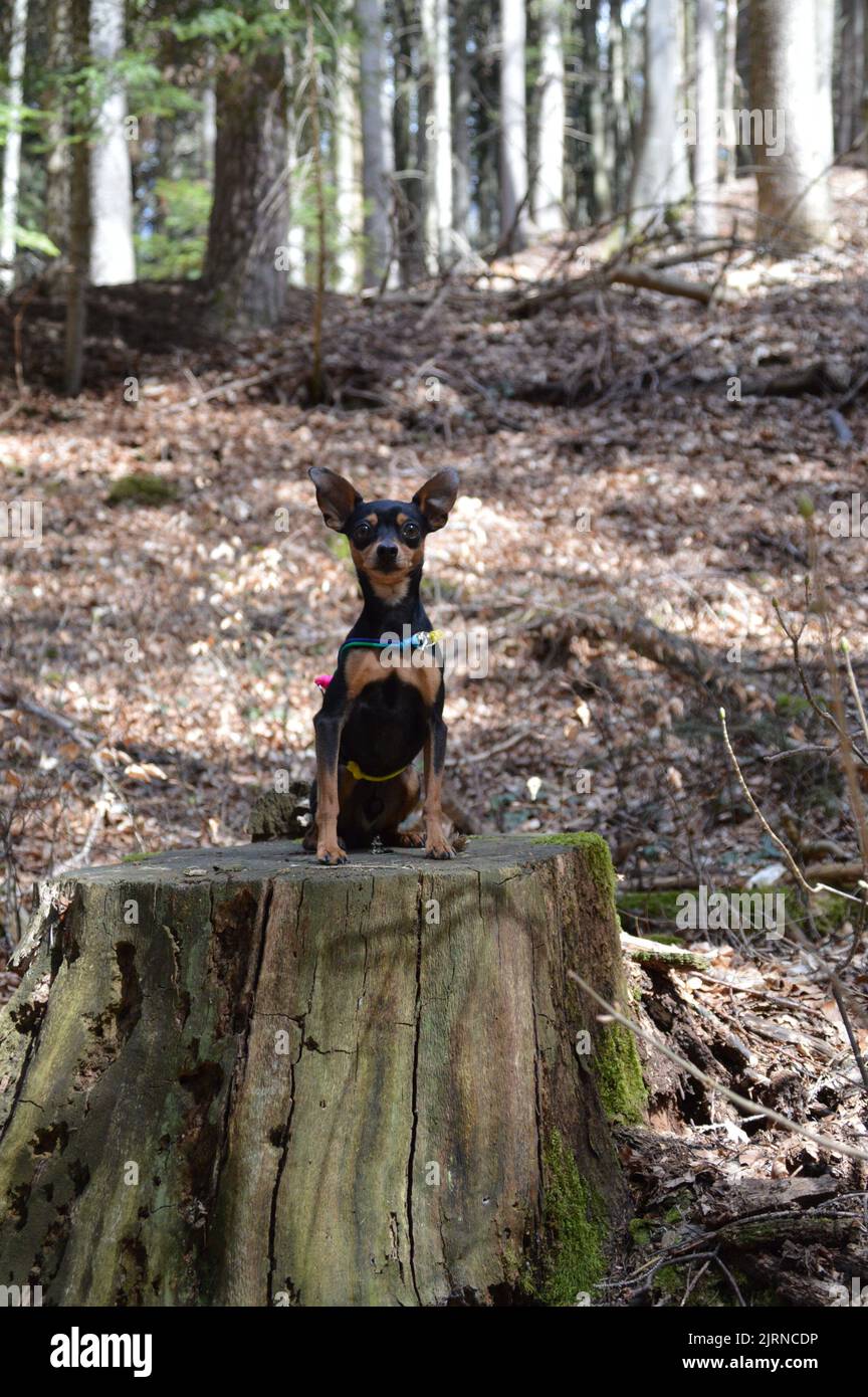 Kleiner Hund ganz groß Stockfoto