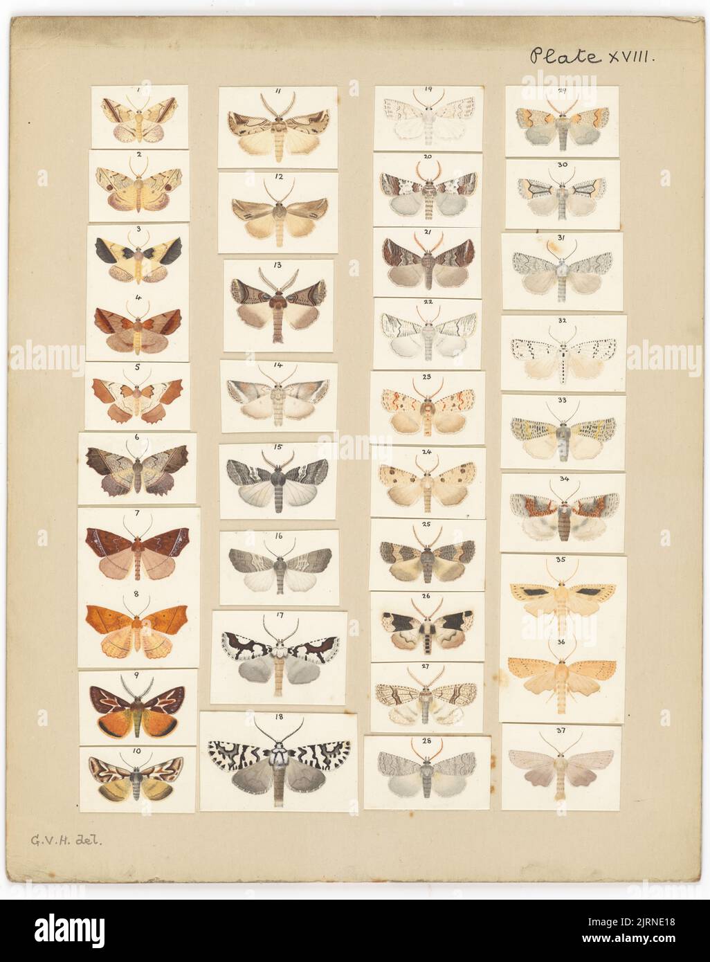 Platte XVIII Die Schmetterlinge und Motten Neuseelands., um 1927, von George Hudson. Stockfoto