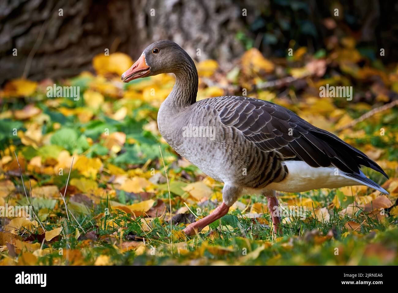 Graugans auf dem Feld im Herbst mit Herbstblättern auf dem Gras (Anser anser) Stockfoto
