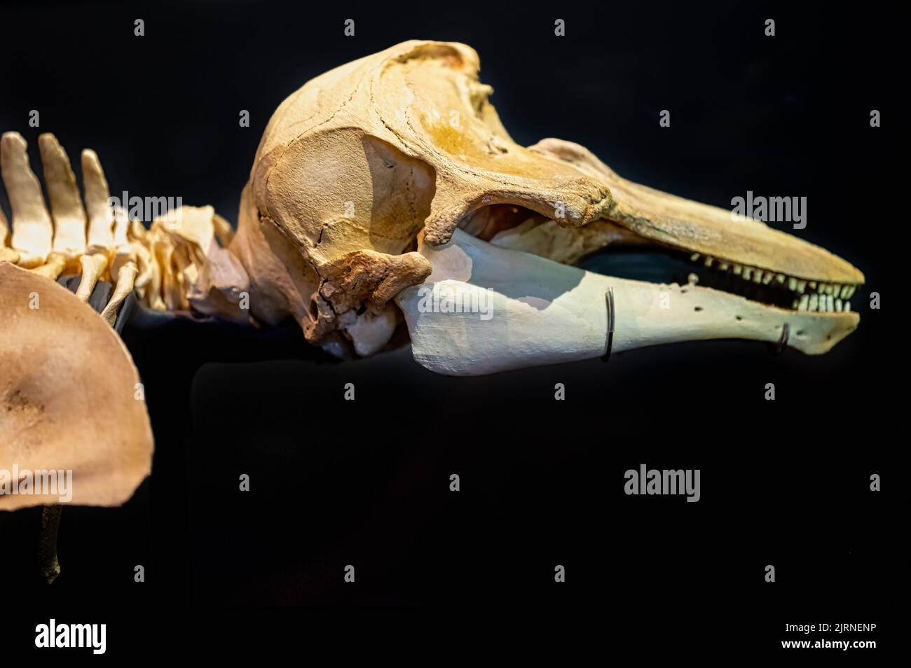 Phocoena sinus Fotos und Bildmaterial in hoher Auflösung Alamy