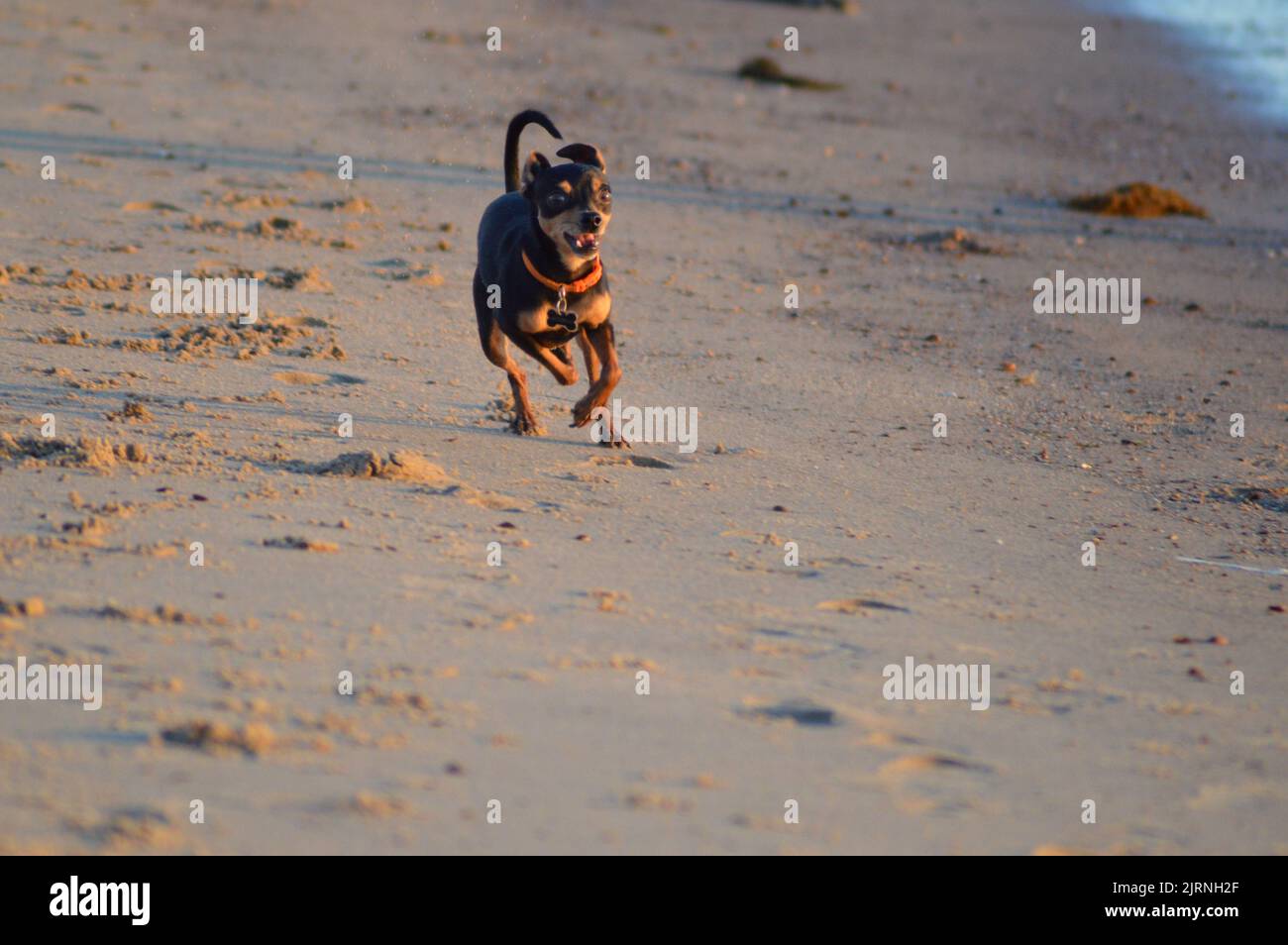 Kleiner Hund ganz groß Stockfoto