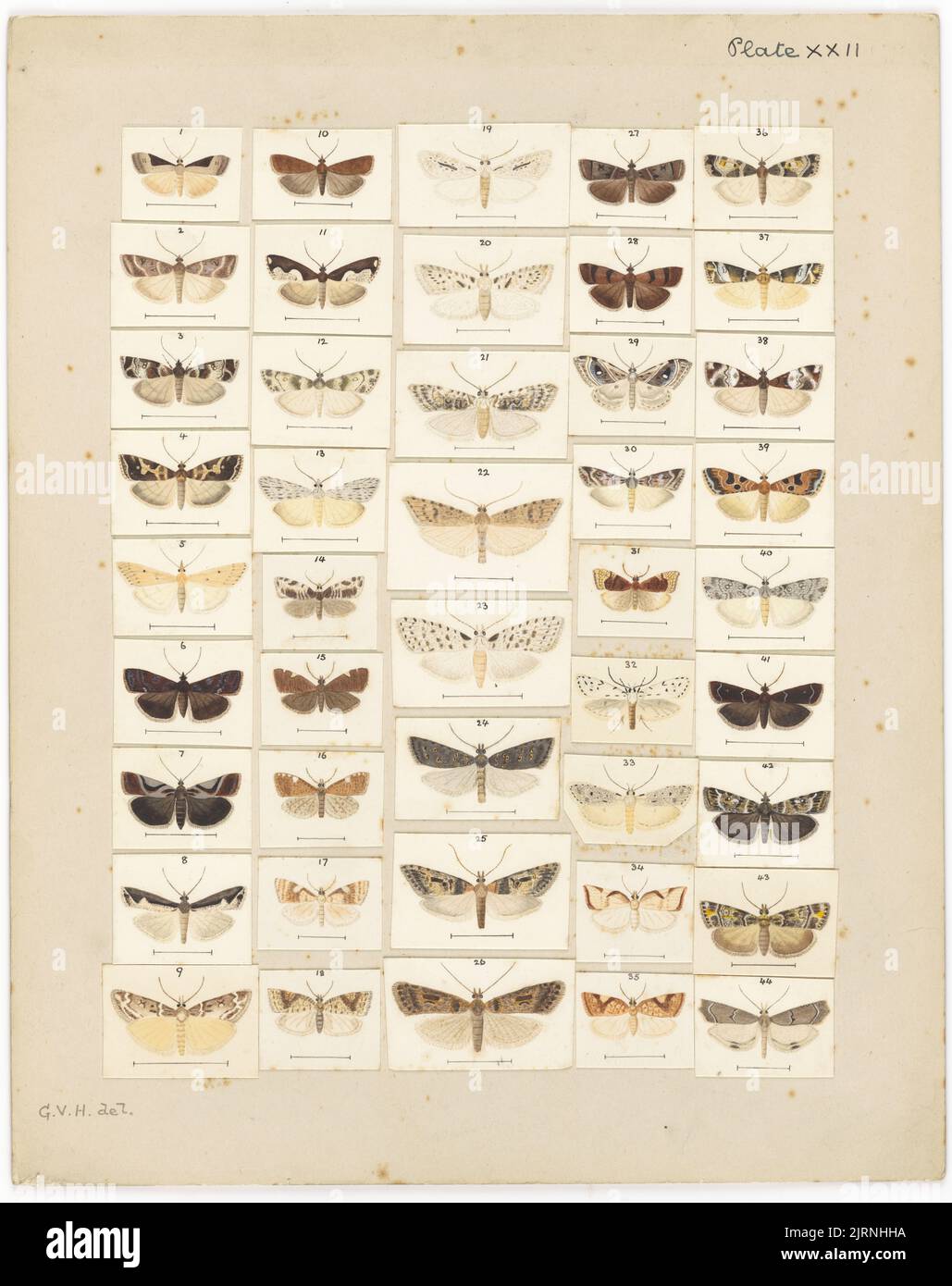 Platte XXII. Die Schmetterlinge und Motten Neuseelands., um 1927, von George Hudson. Stockfoto