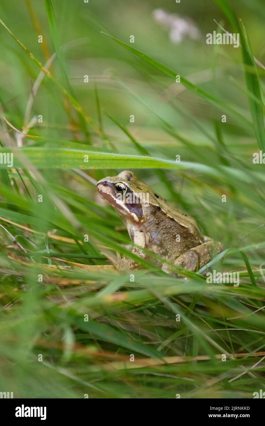 Gewöhnlicher Frosch (Rana temporaria), der sich im langen Gras in ungeschnittener Rasenfläche im Wildtiergarten versteckt - Großbritannien Stockfoto