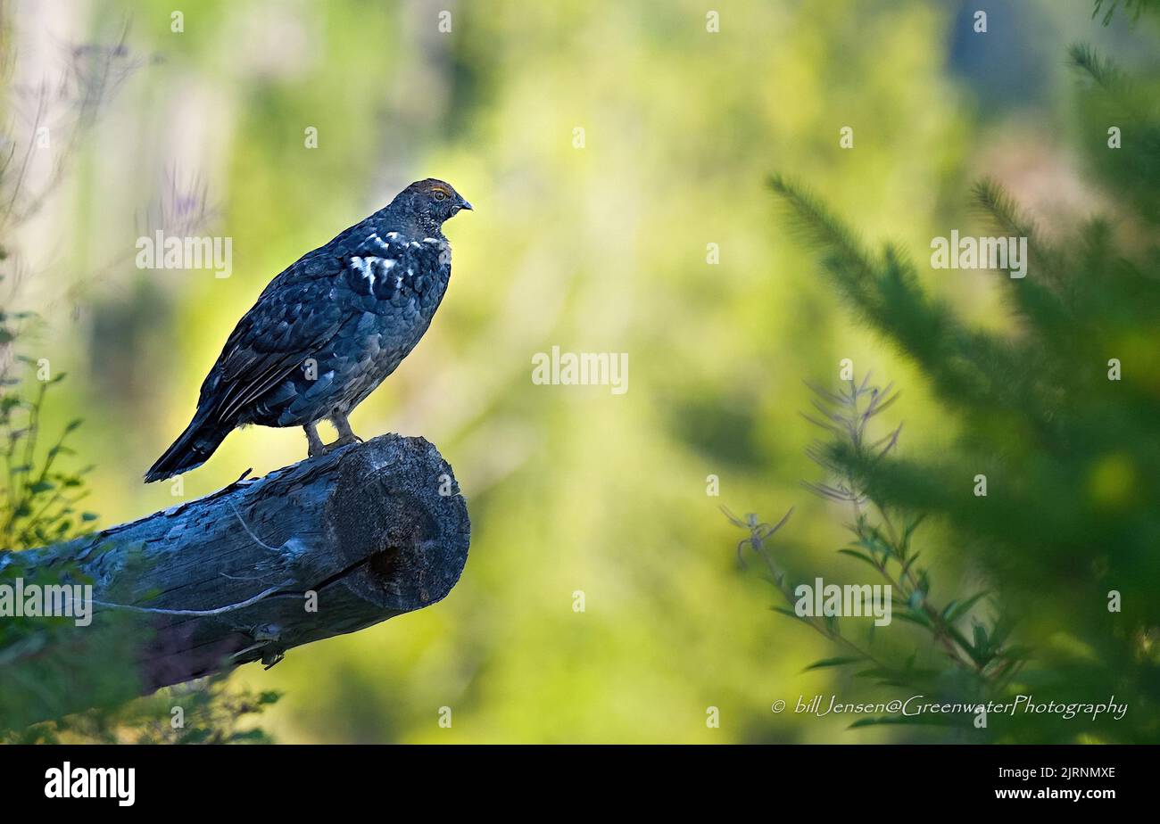 Blue Grouse Stockfoto