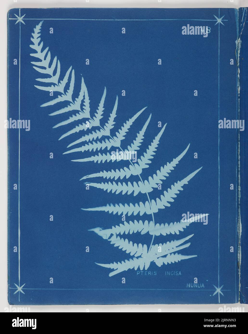 Pteris Incisa. Aus dem Album: Neuseeländische Farne. 148 Sorten, 1880, Auckland, von Herbert Dobbie. Stockfoto