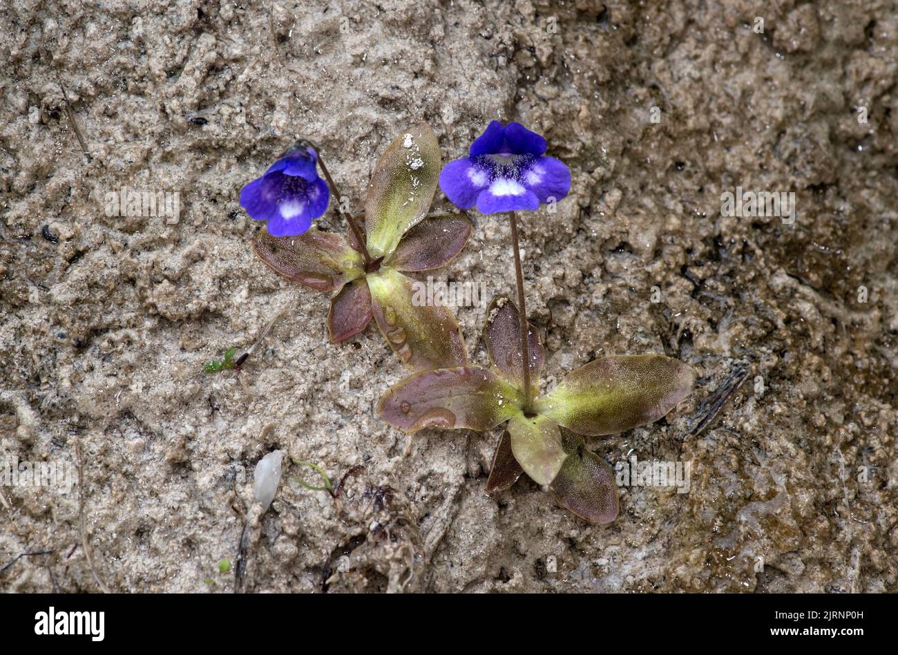 Fettkraut (Pinguicula vulgaris), eine fleischfressende Pflanze, Binntal, Wallis, Schweiz Stockfoto