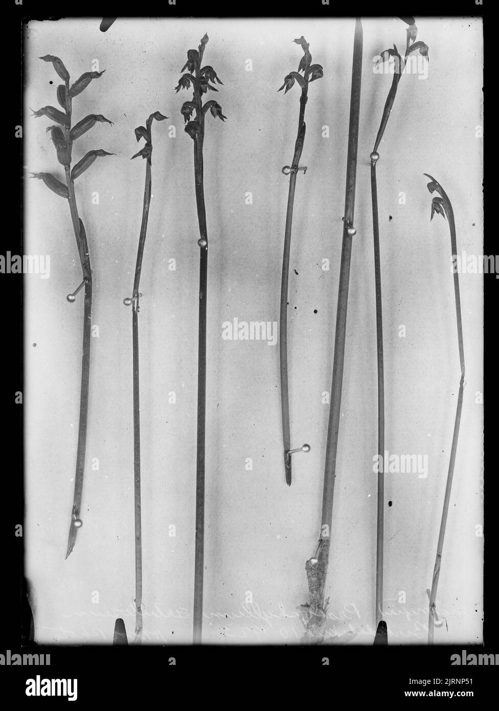 Prasophyllum setulusum, 10. November 1923, Neuseeland, von Henry Matthews. Stockfoto