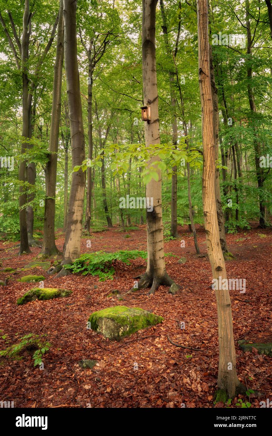 Wald nach regen Stockfoto