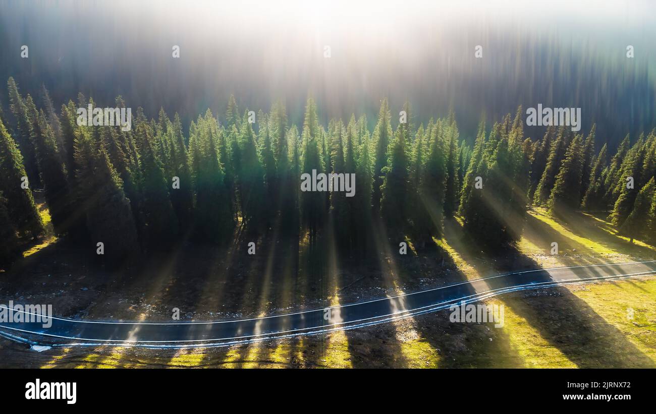 Eine Gruppe wunderschöner Bäume mit einem schmalen Gehweg und einer hellen Sonne, die im Hintergrund scheint Stockfoto