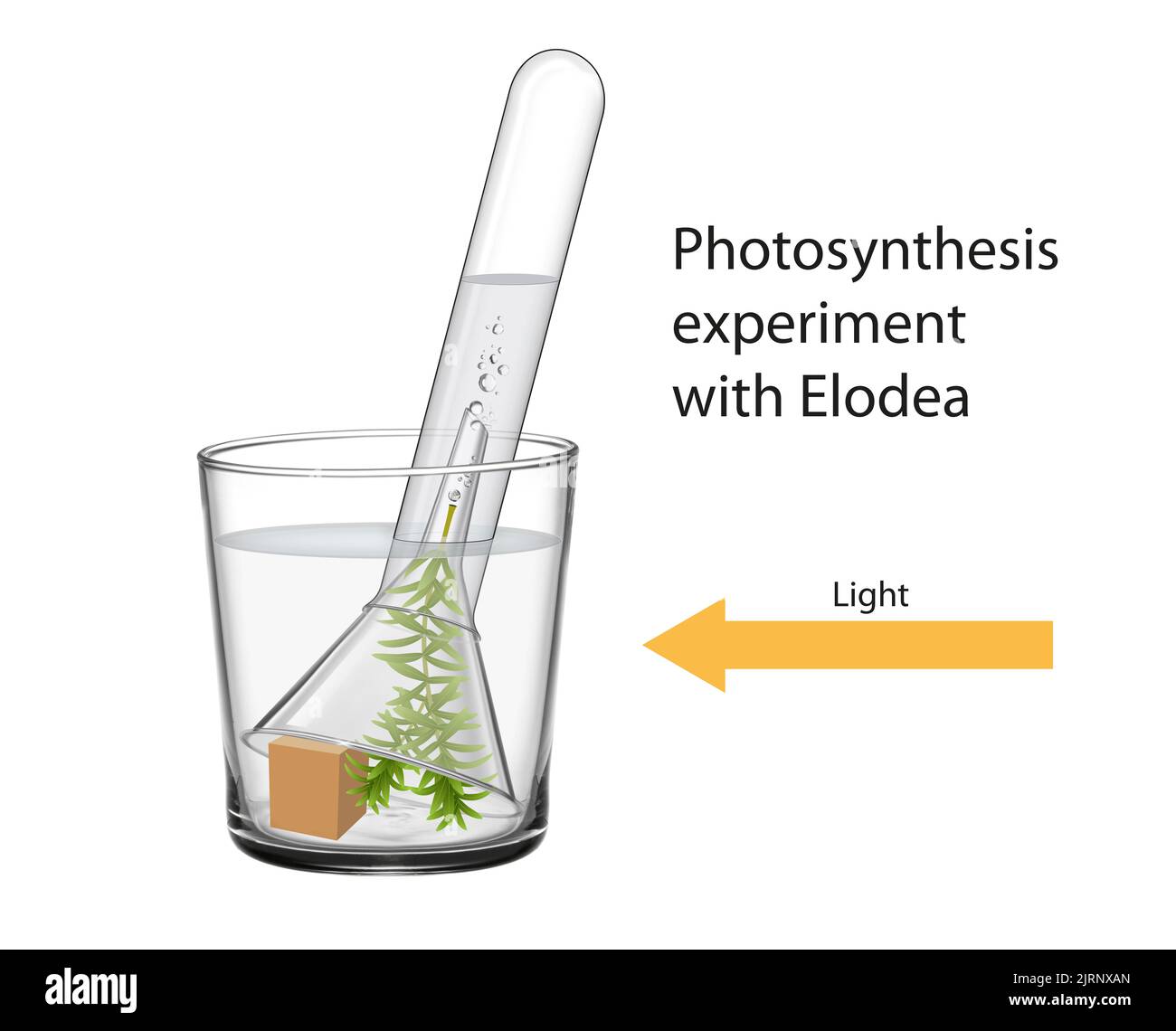Photosynthese-Experiment mit Elodea Illustration Stockfoto