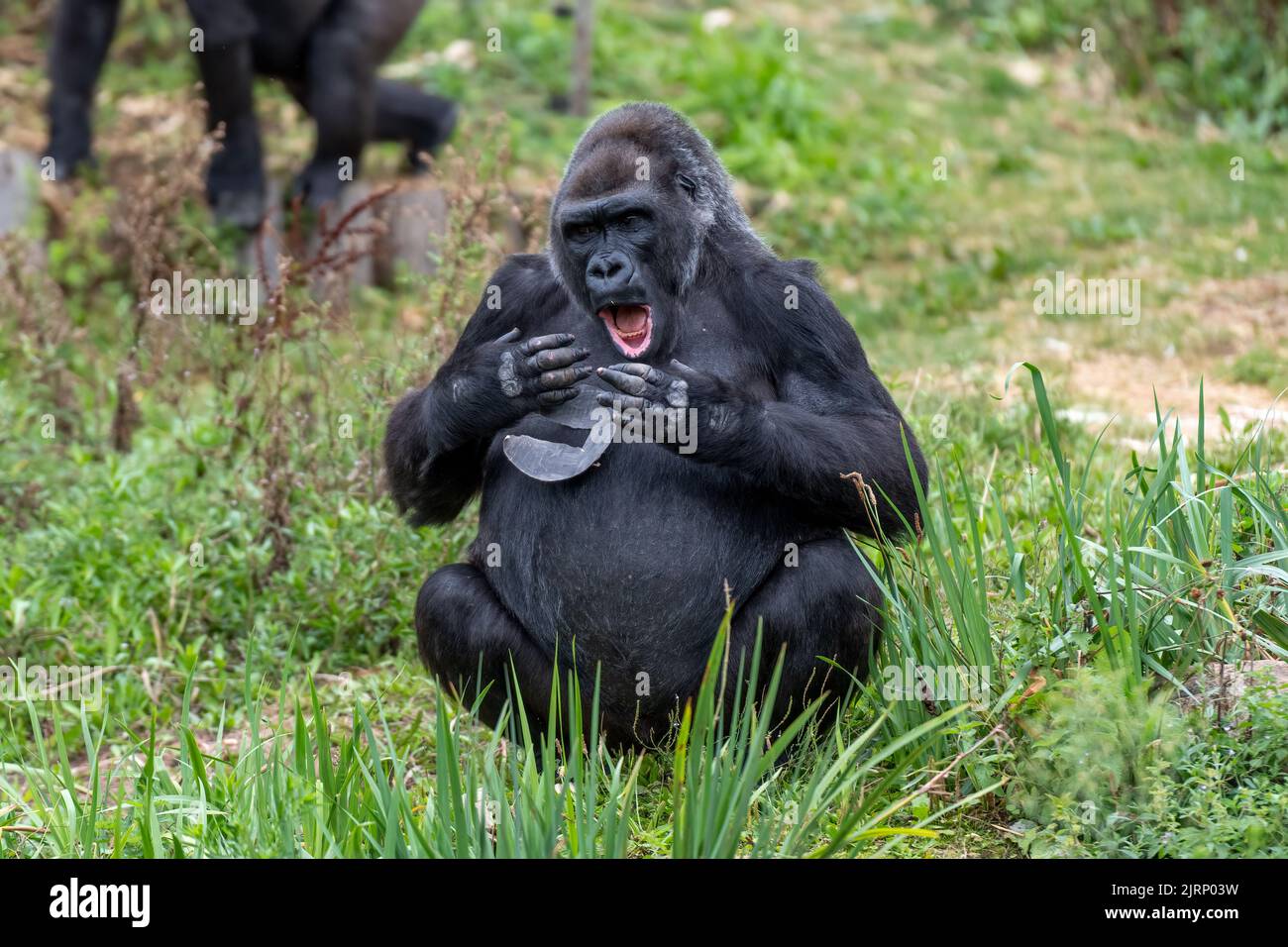 Gorilla mit offenem Mund Stockfoto