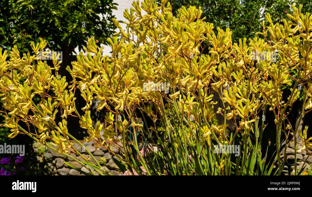Pflanze Mit Hoher Känguru-Pfote (Anigozanthos) Stockfoto
