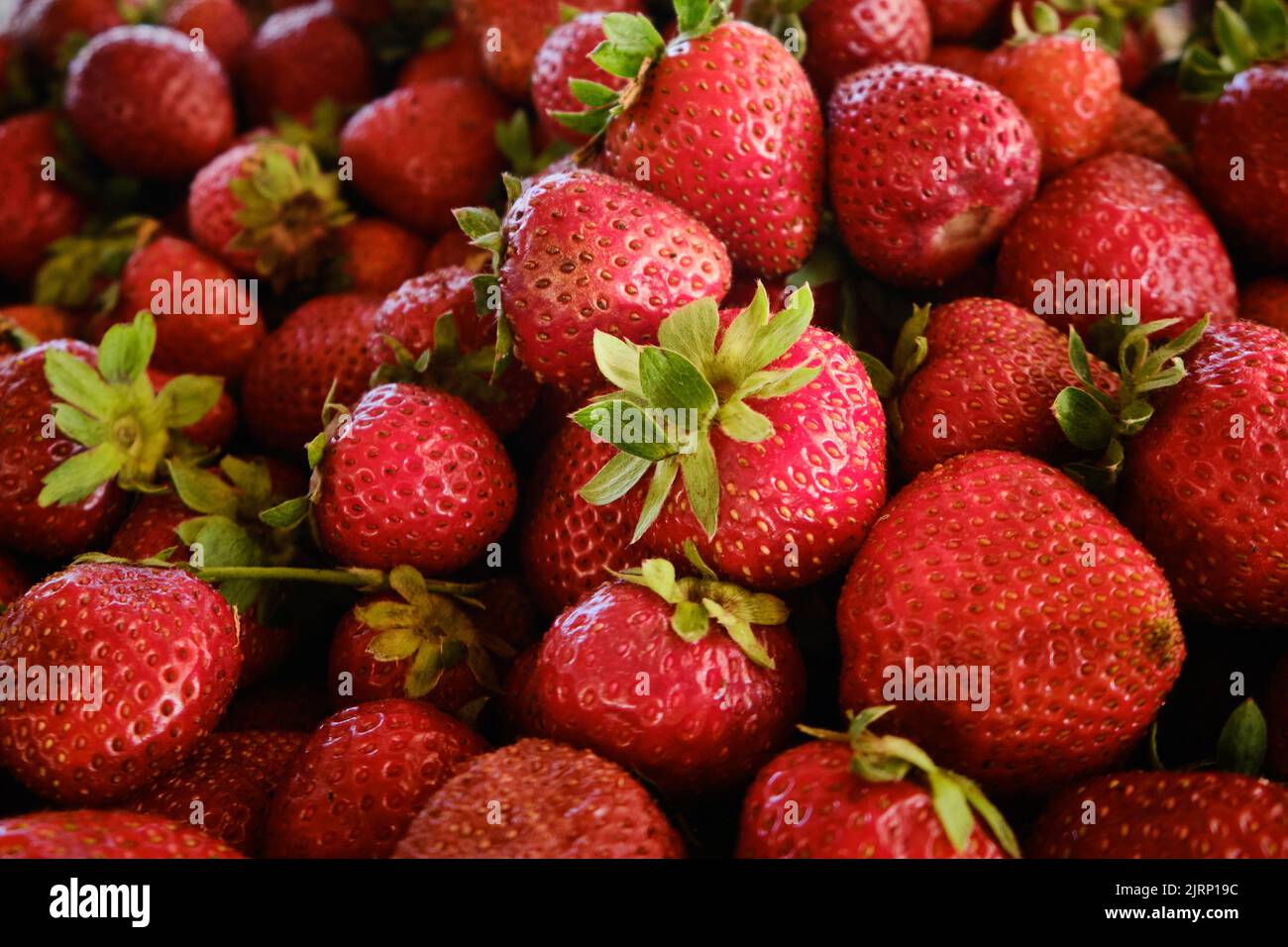 Rote reife Erdbeere Hintergrund oder Textur Stockfoto