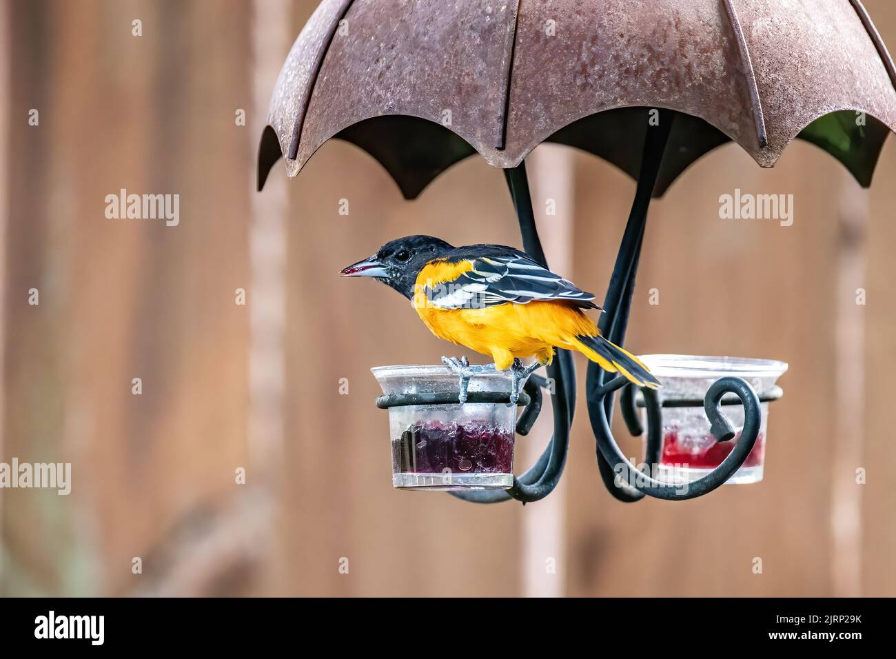 Männliche baltimore-Oleole an einem Sommertag in Taylors Falls, Minnesota, USA. Stockfoto