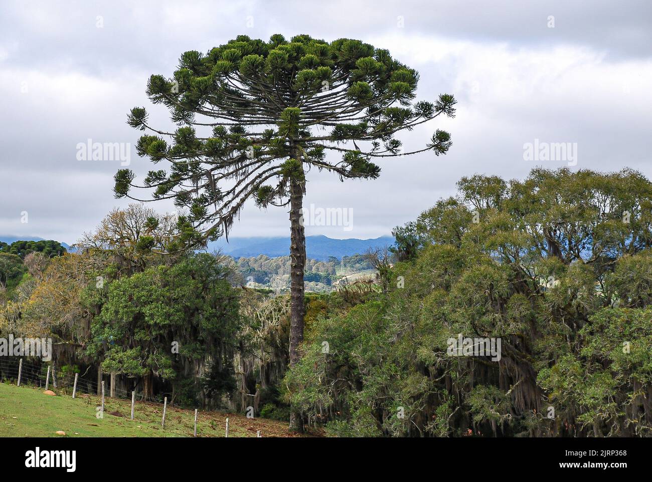 Ein Araucaria-Baum (Araucaria angustifolia), die dominante Baumart des gemischten, ombrophilen Waldes, typisch für Südbrasilien, an einem bewölkten Tag. I Stockfoto