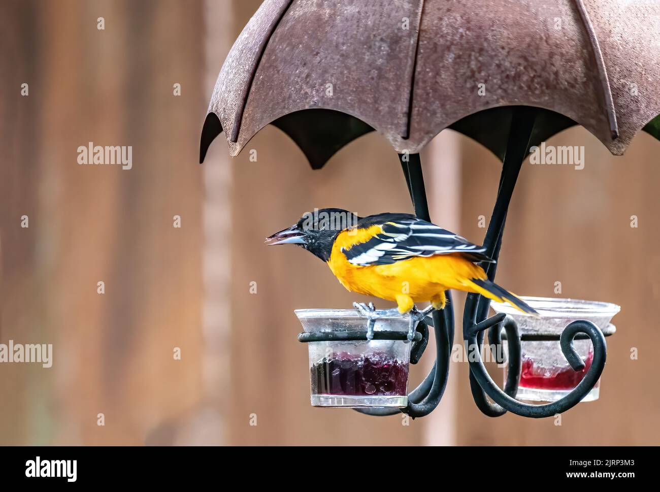 Männliche baltimore-Oleole an einem Sommertag in Taylors Falls, Minnesota, USA. Stockfoto