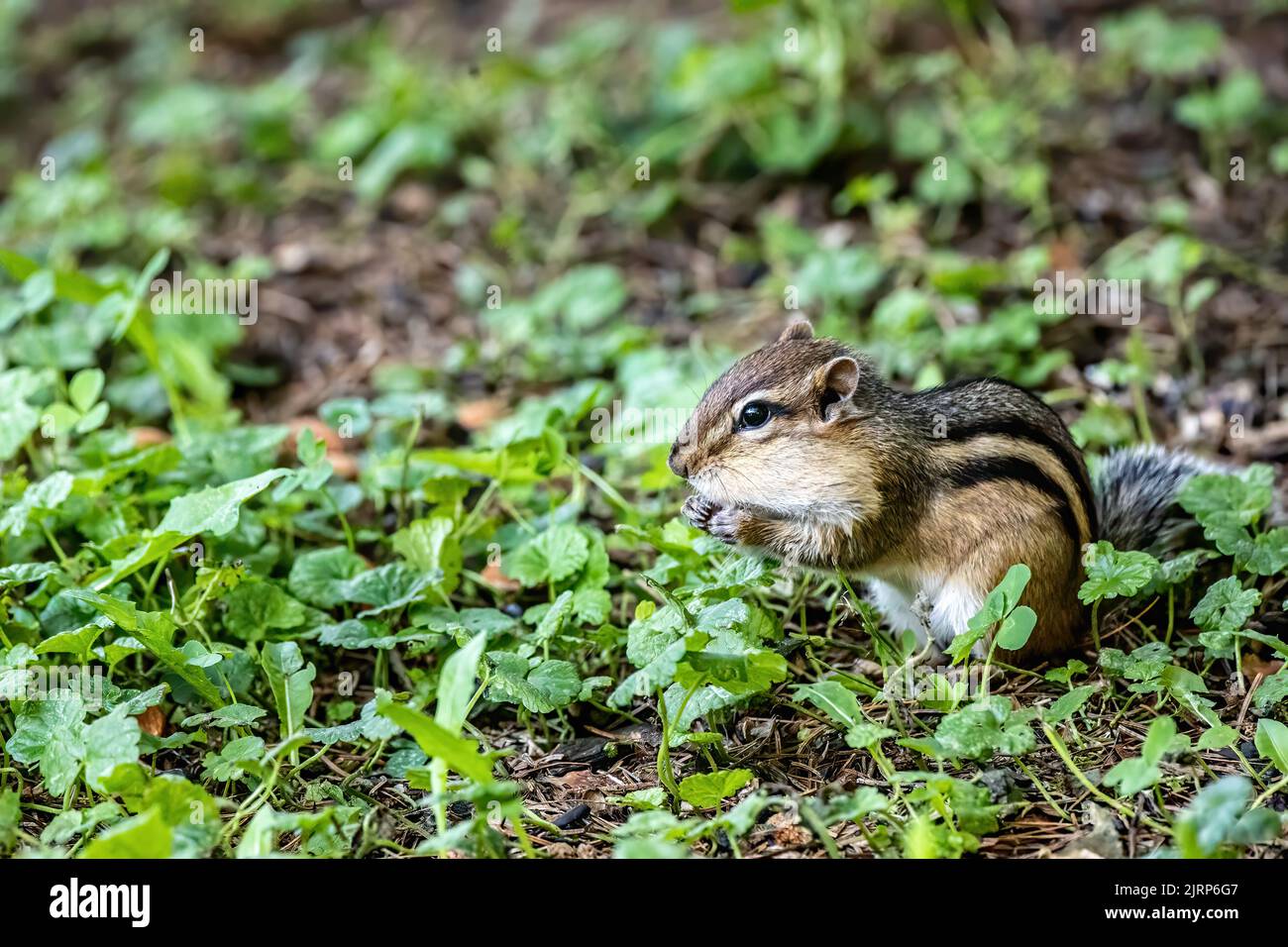 Süßer, kleiner Streifenhörnchen, der sich in einem Hinterhof in Taylors Falls, Minnesota, USA, mit Mandeln vollstopft, von denen, die auf dem Boden verstreut wurden. Stockfoto