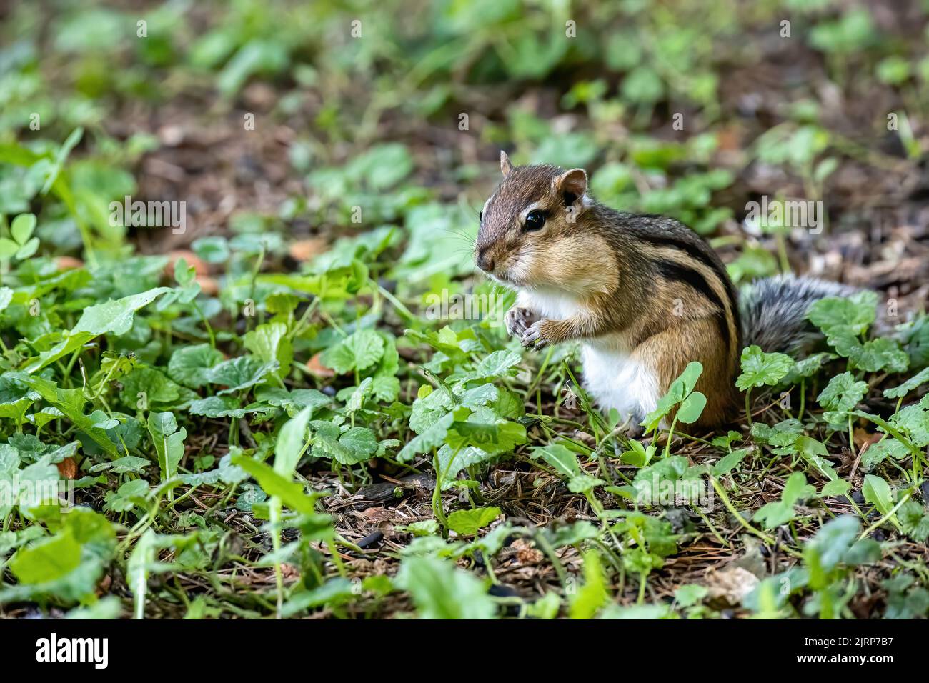 Süßer, kleiner Streifenhörnchen, der sich in einem Hinterhof in Taylors Falls, Minnesota, USA, mit Mandeln vollstopft, von denen, die auf dem Boden verstreut wurden. Stockfoto