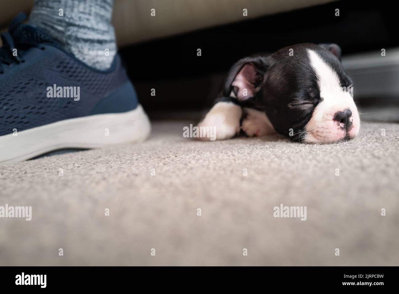 Boston Terrier Welpe schläft unter einem Sofa. Der Fuß eines Mannes ist neben ihr zu sehen. Sie ist sehr klein und niedlich. Stockfoto