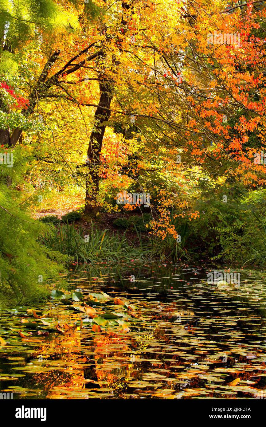 Wunderschöne Herbstfarben mit Teichreflexionen im VanDusen Botanical Garden in Vancouver, British Columbia Stockfoto