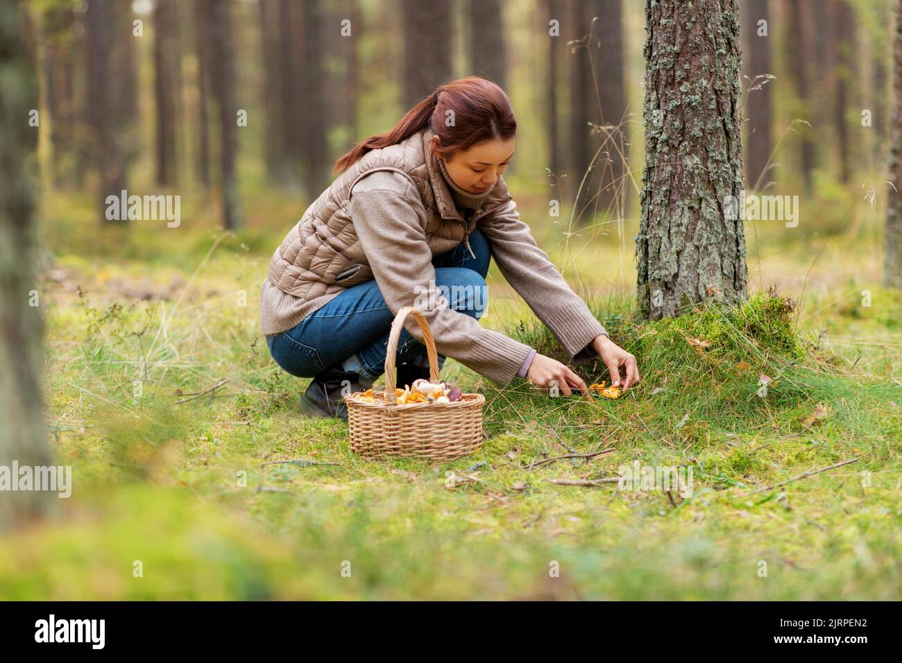 Junge Frau Pilze im Herbst Wald Stockfoto