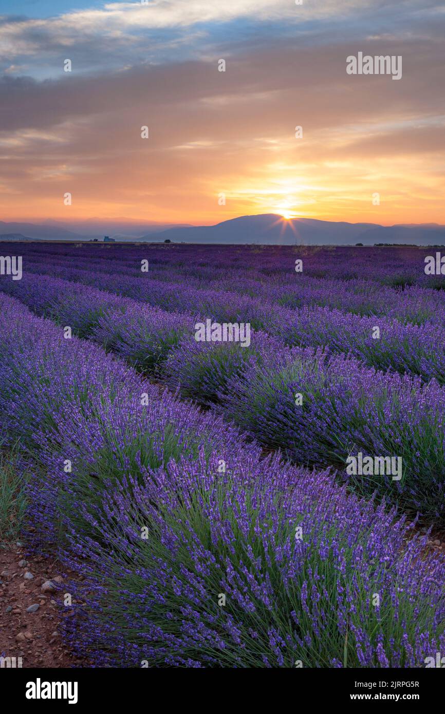 Lavendelfeld bei Sonnenaufgang in der Nähe von Valensole, Provence Frankreich Stockfoto