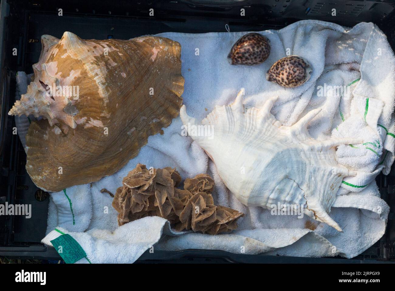 Große Schneckenmuschelmuschel aus Schnecken und Tiger-Kaurie Meeresmuschel-Fisch Schalentiere / Kreaturen sowie was scheint eine Desert Rose Kristallformation zu sein, zu sehen und zu verkaufen auf einer Antiquitäten- und Sammlermesse. (131) Stockfoto