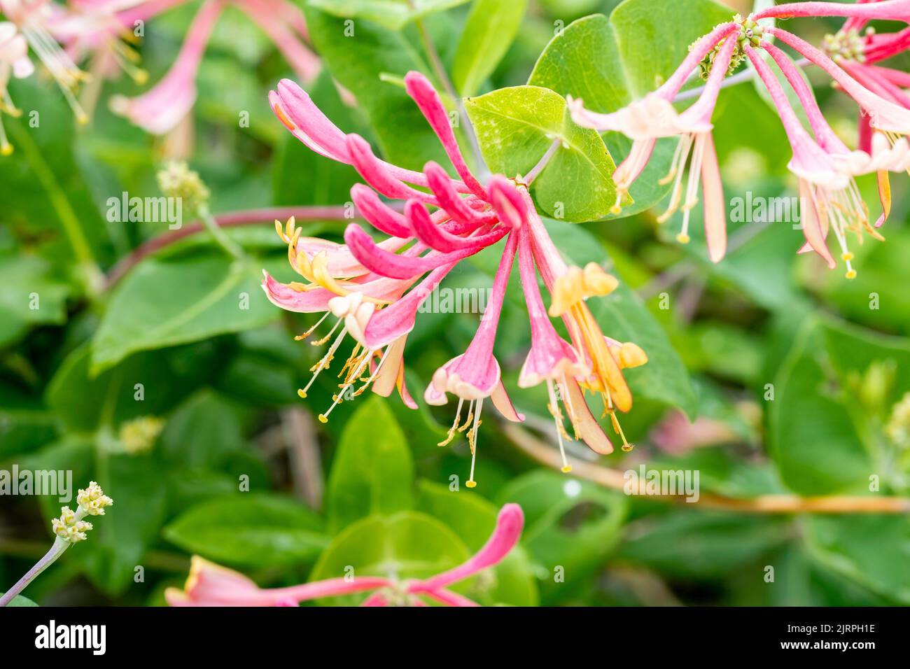 Blüten und Knospen von Goldflame Honeysuckle, Lonicera x heckrottii in Wichita, Kansas, USA. Stockfoto