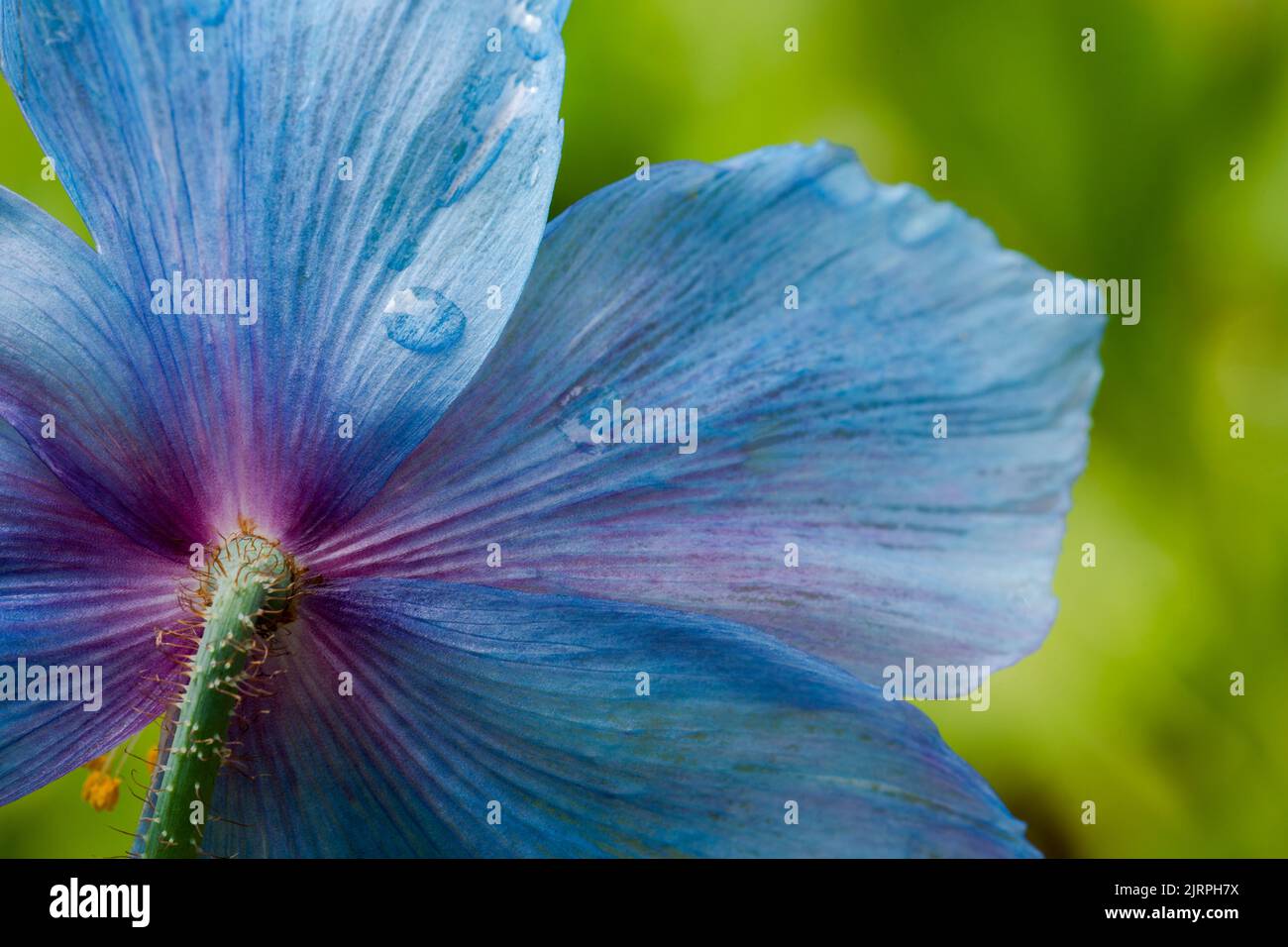 Nahaufnahme eines Himalaya-Blaumohn im Frühling Stockfoto