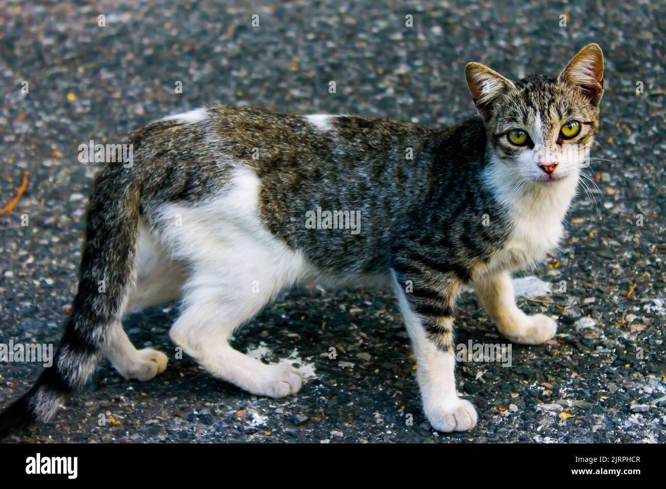 Schöne Katzen am Nachmittag Stockfoto