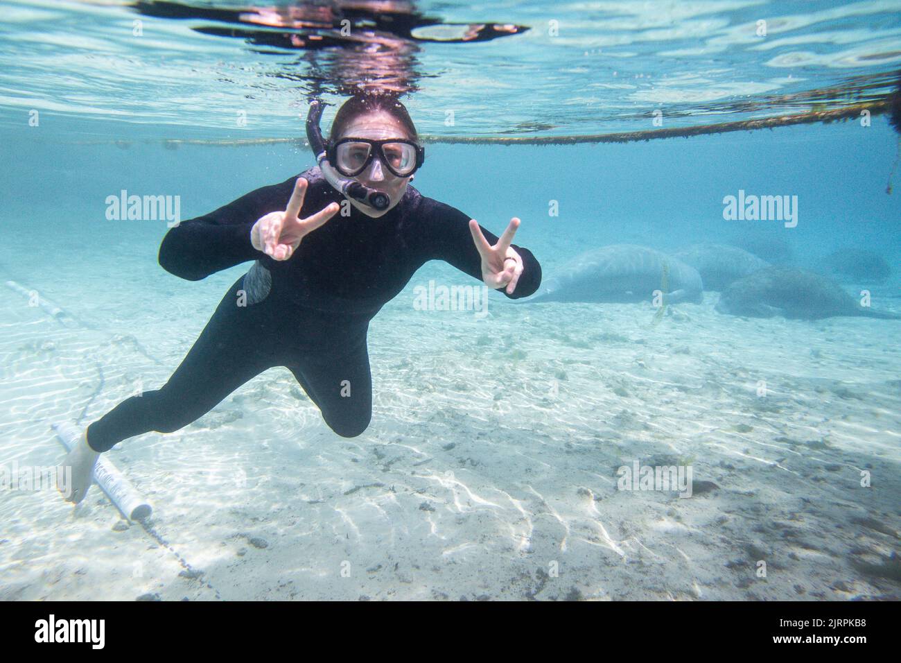 Junge Frau schnorchelt unter Wasser mit Seekühen im Three Sisters Spring Stockfoto