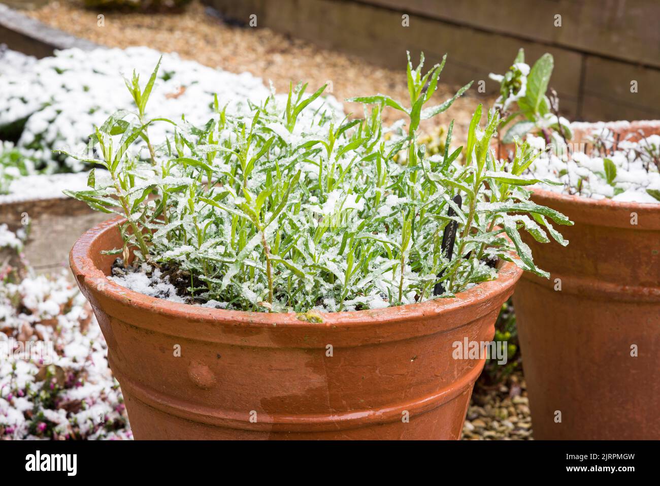 Französische Estragon (Artemisia dracunculus)-Pflanze in einer Terrakotta-Pflanze im späten Winter oder frühen Frühjahr, bedeckt mit Schnee in einem britischen Garten Stockfoto