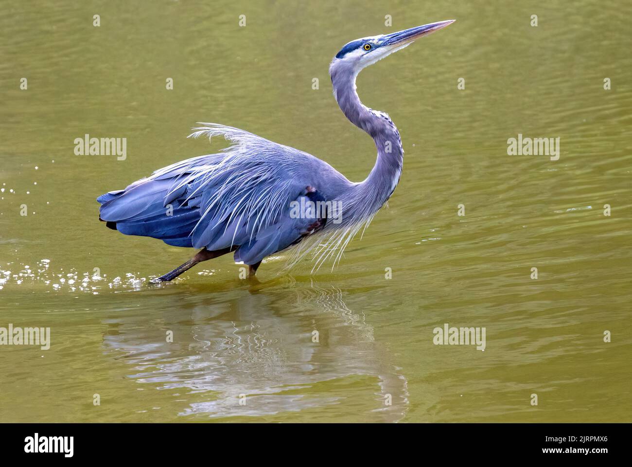 Ein großer Blaureiher, gefangen in einem Teich im Südwesten von Ontario, Kanada. Stockfoto