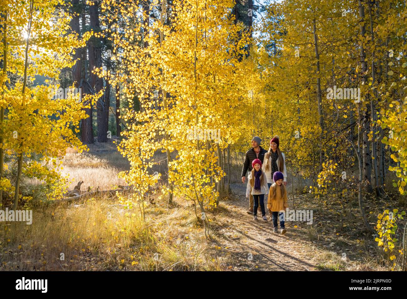 Eine junge Familie wandert im Herbst durch einen Hain aus Aspen-Bäumen. Stockfoto