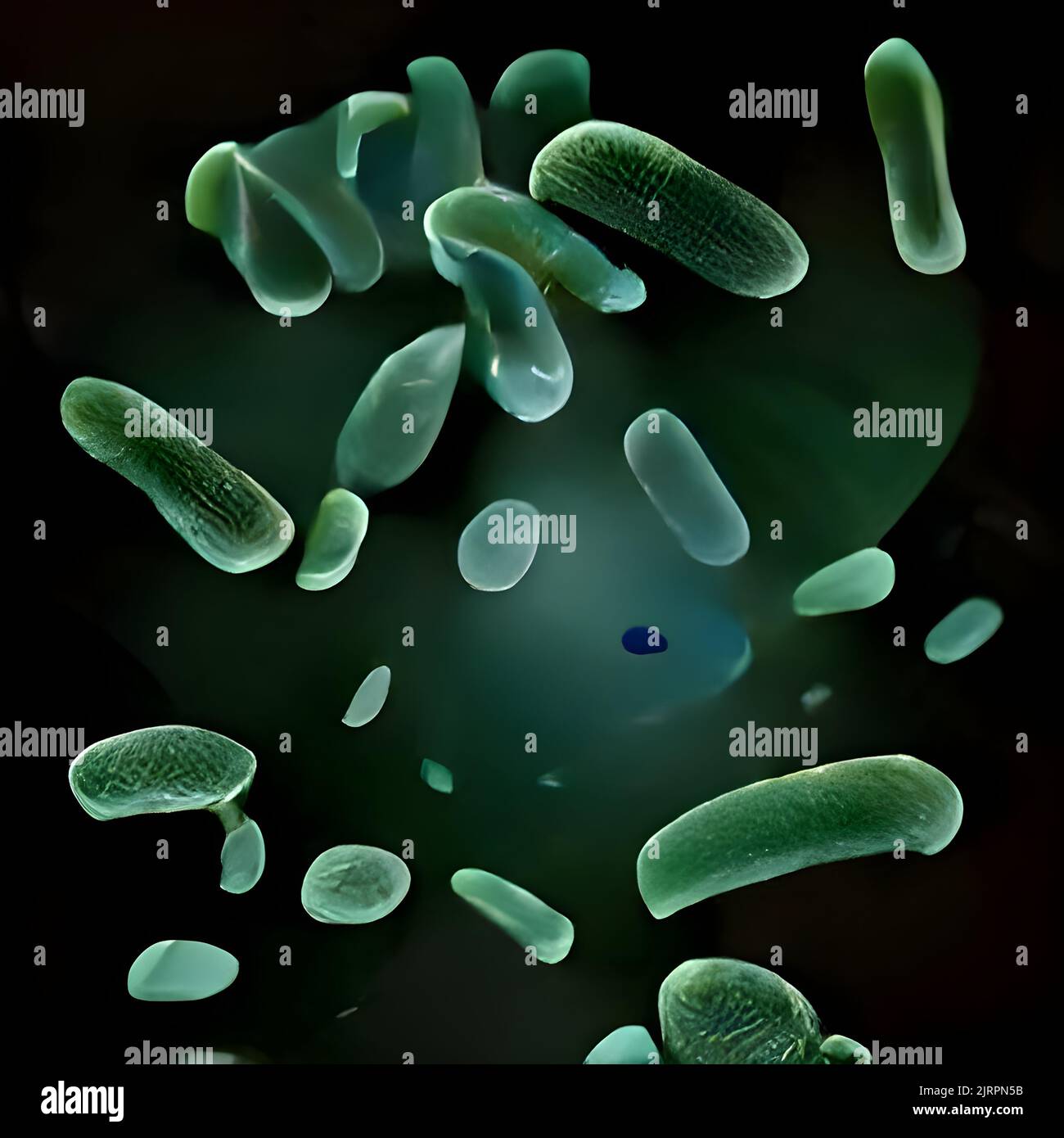 Escherichia coli (E. Coli.) Zellen oder Bakterien unter dem Mikroskop Stockfoto
