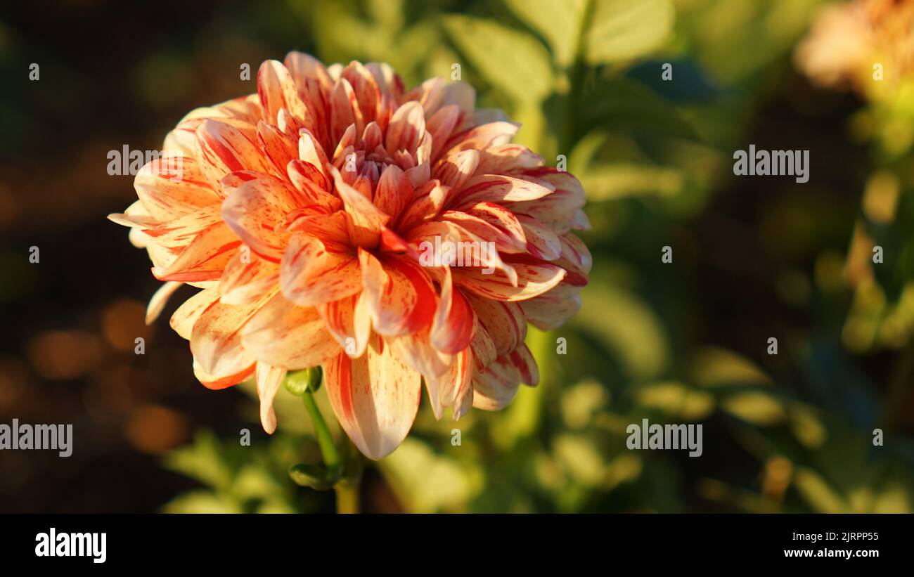 Bahama Apricot Dahlia in Blüte in einem Sommergarten Stockfoto