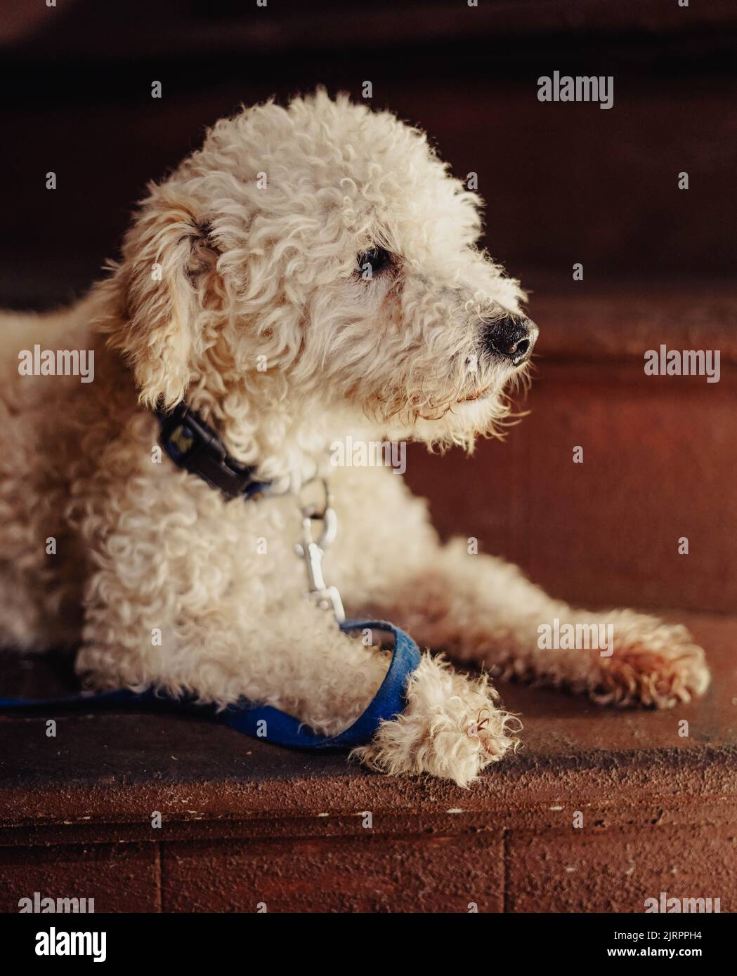 Porträt eines Pudel-Hund Stockfoto