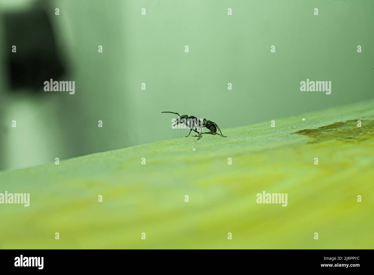 Alles über die Natur und wilde Tiere, die in tropischen Klimazonen leben, vor allem in Südostasien Stockfoto