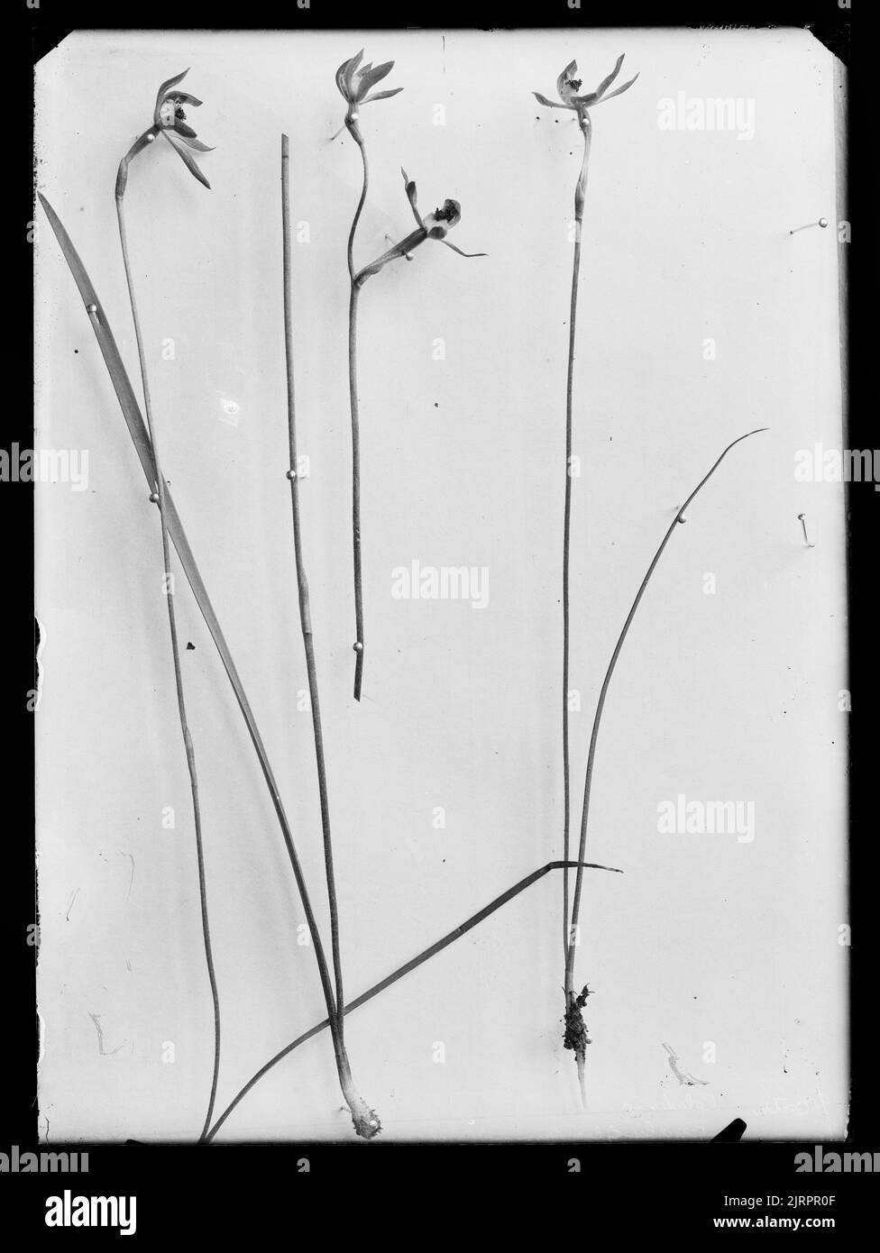 Calademia-Exemplare, 17. Oktober 1926, von Henry Matthews. Stockfoto