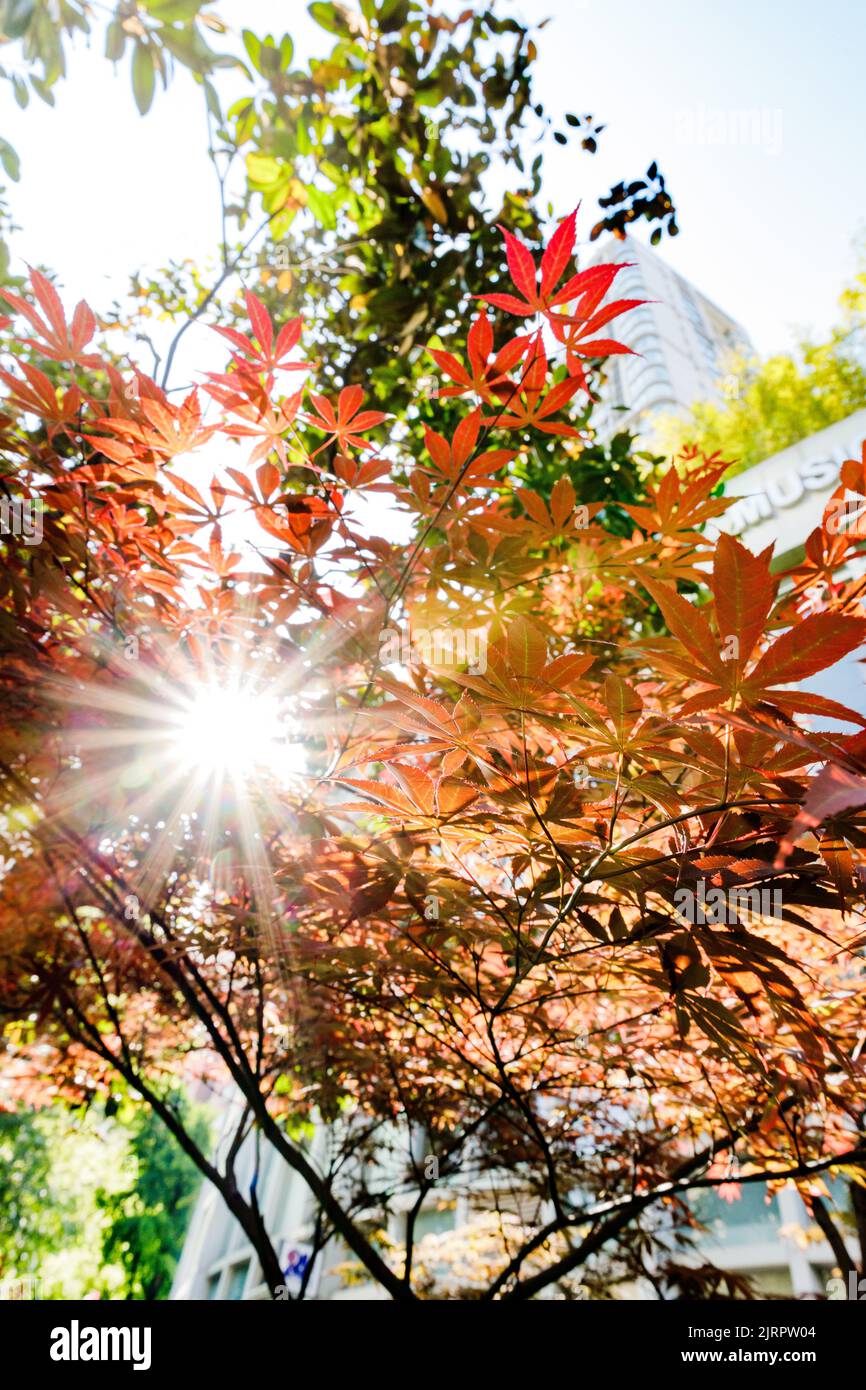 Eine vertikale Aufnahme von Sonnenschein, die durch farbenfrohe Herbstblätter eines Baumes kommt Stockfoto