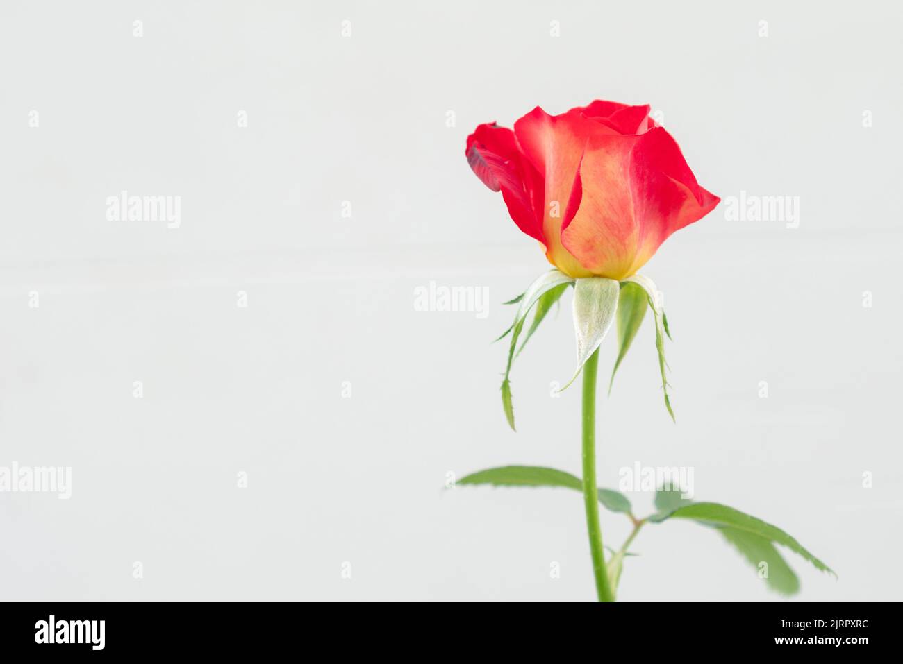 Rote rose Blume auf dem weißen Hintergrund isoliert Stockfoto