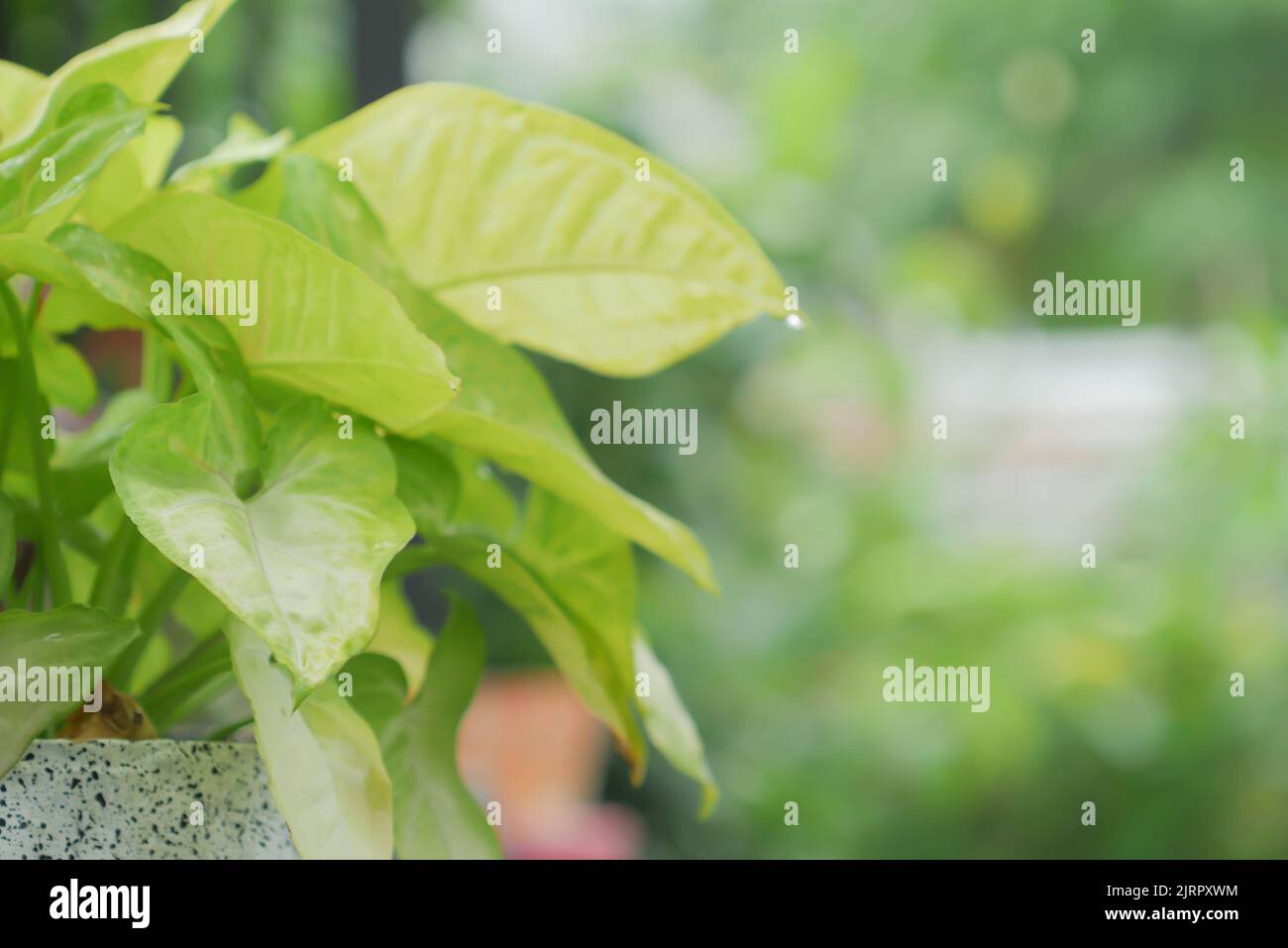 Grünes Blatt in einem weißen Topf im Garten. Natur grün lässt Pflanzen auf verschwommenem Hintergrund. Stockfoto