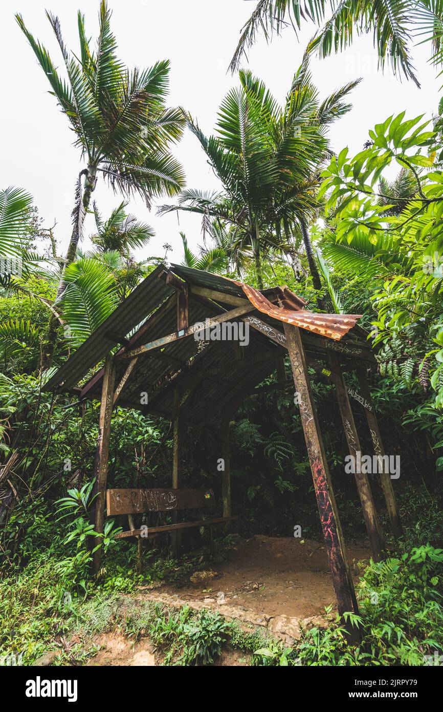 Eine vertikale Aufnahme eines beschädigten Regenschutzbunks im Dschungel des El Yunque National Forest, Puerto Rico Stockfoto