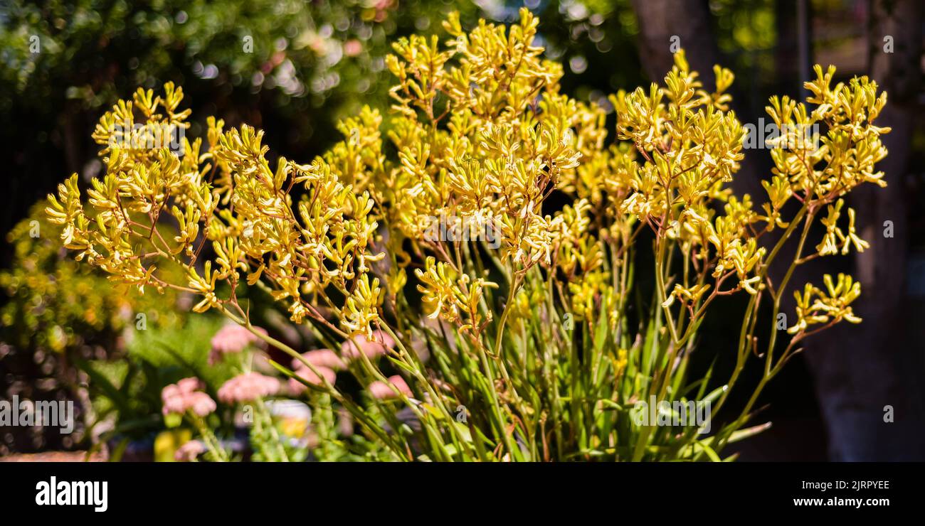 Pflanze Mit Hoher Känguru-Pfote (Anigozanthos) Stockfoto