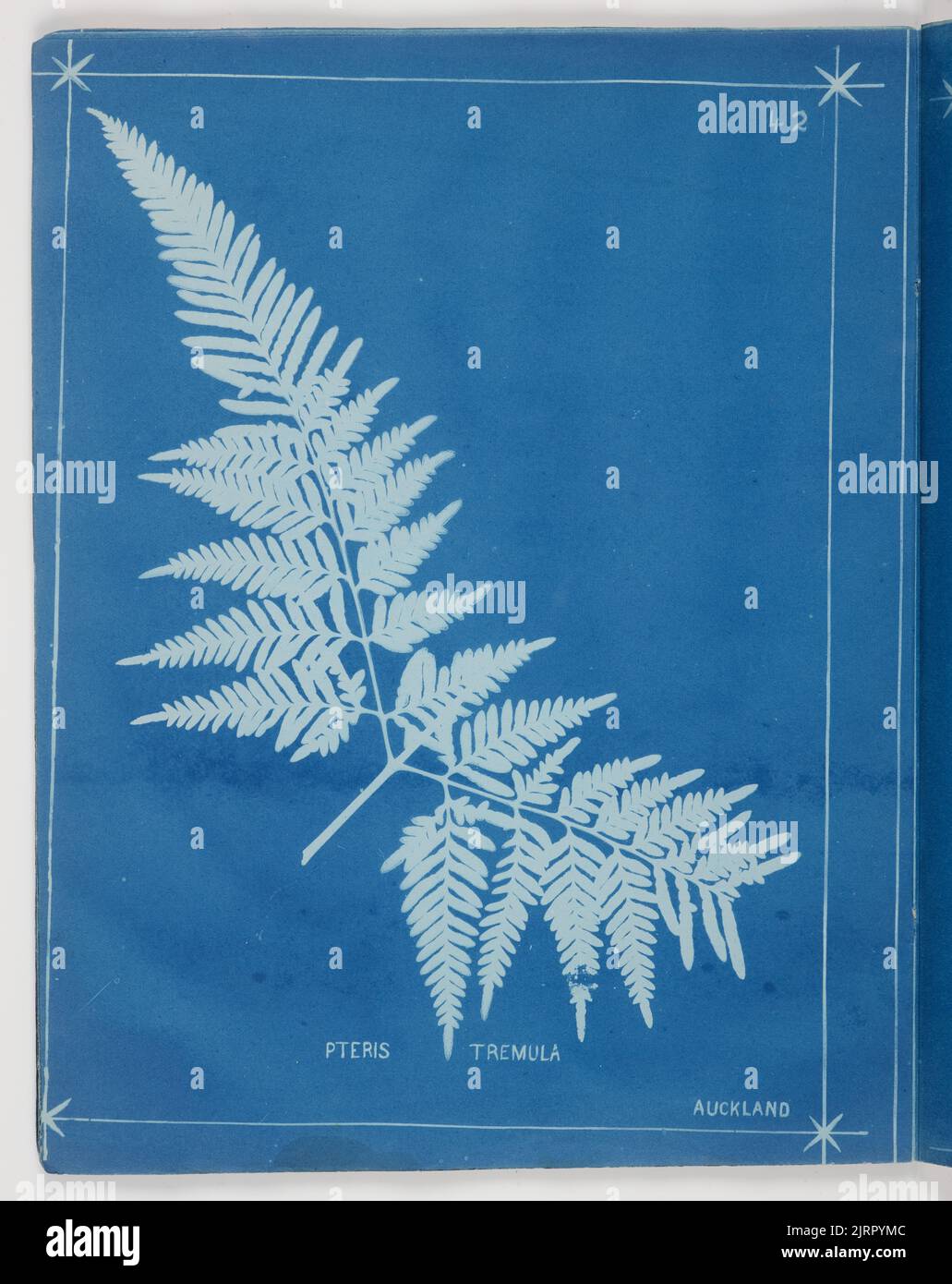 Pteris Tremula. Aus dem Album: Neuseeländische Farne. 148 Sorten, 1880, Auckland, von Herbert Dobbie. Stockfoto